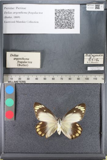 Media type: image;   Entomology 140081